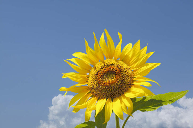 特写,留白,美景,植物,向日葵,景观,云,花,黄色,天空,自然,夏天,景色,自然风光,万里无云,彩图