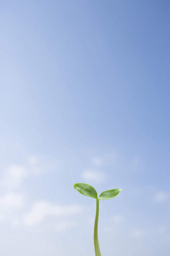 室外,留白,植物,云,绿色,天空,生长,环境,清新,秧苗,万里无云,开端,彩图