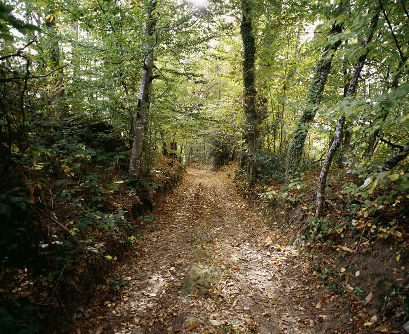 室外,白天,森林,法国,欧洲,小路,树,利穆赞,彩图