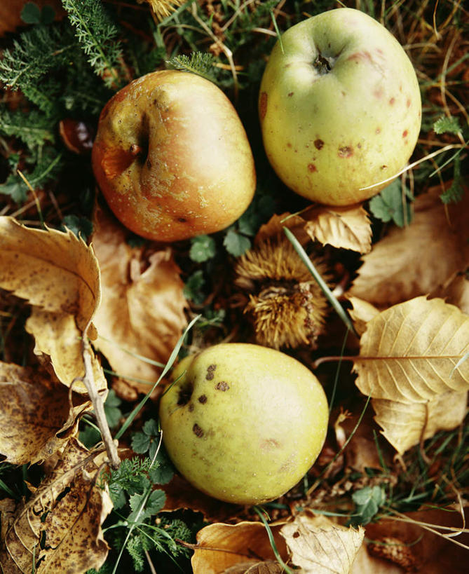俯视,室外,苹果,静物,水果,叶子,法国,欧洲,食品,饮食,三个,利穆赞,秋天,彩图,高角度拍摄
