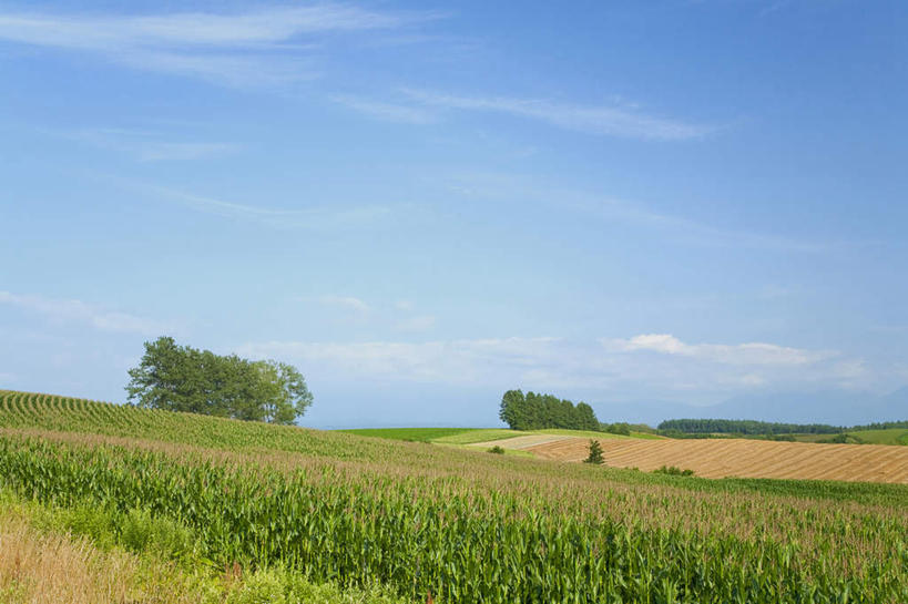 白天,农作物,玉米,植物,亚洲,地形,风景,天空,夏天,收获,彩图