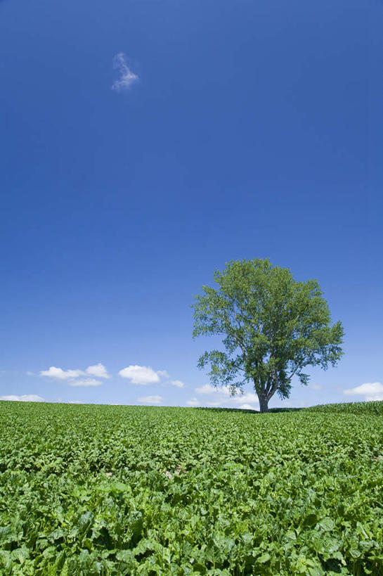 室外,白天,亚洲,地形,田地,树,风景,天空,夏天,彩图