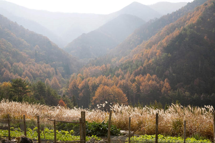 白天,山,亚洲,地形,树,风景,秋天,彩图
