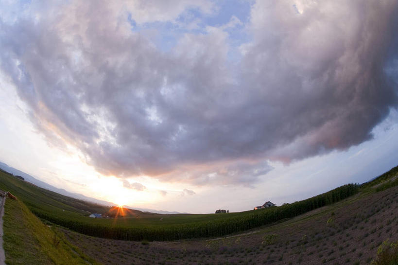 鱼眼镜头,农作物,日落,植物,亚洲,地形,田地,云,风景,天空,黄昏,夏天,收获,彩图