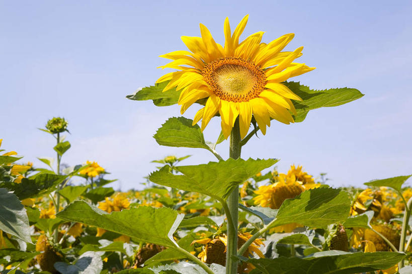 白天,植物,向日葵,亚洲,花,黄色,天空,夏天,彩图