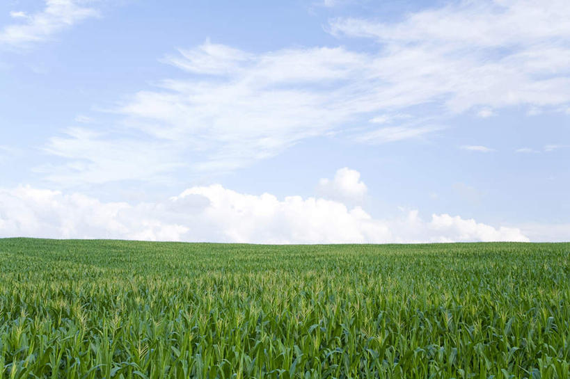 白天,农作物,玉米,植物,亚洲,地形,云,风景,天空,夏天,彩图