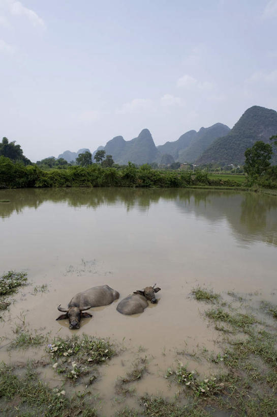 无人,竖图,俯视,室外,白天,旅游,度假,河流,美景,山,山脉,水,桂林,中国,亚洲,地形,景观,水面,褐色,喀斯特,娱乐,树,风景,自然,动物,地标建筑,两只,享受,休息,休闲,景色,放松,摄影,宁静,泥,中国文化,自然风光,自然现象,东亚,东亚文化,漓江,万里无云,广西壮族自治区,自然地理,水牛,彩图,高角度拍摄,桂林山水