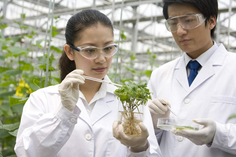 东方人,两个人,科学家,菜园,农场,横图,白天,正面,智慧,农业,叶子,北京,中国,亚洲,种植,检查,研究,工作,分析,科学,烧杯,试管,领带,温室,现代,绿色,夏天,摄影,生长,护目镜,专心,防护镜,东亚,实验服,科学实验,吸液管,植物学家,男人,男性,年轻男性,年轻女性,女人,女性,亚洲人,中国人,年轻人,技术员,半身,彩图