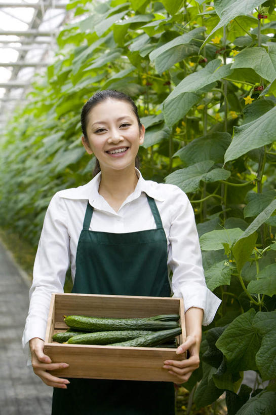 东方人,一个人,菜园,农场,笑,微笑,露齿笑,竖图,白天,正面,快乐,幸福,农业,采摘,黄瓜,蔬菜,叶子,北京,中国,亚洲,仅一个年轻女性,仅一个女性,仅一个人,种植,丰富,木制,园艺,食品,温室,拿着,现代,饮食,盒子,绿色,夏天,摄影,有机食品,生长,生活方式,收获,清新,肖像,酒箱,东亚,健康食物,年轻女性,女人,女性,亚洲人,中国人,年轻人,休闲活动,半身,彩图