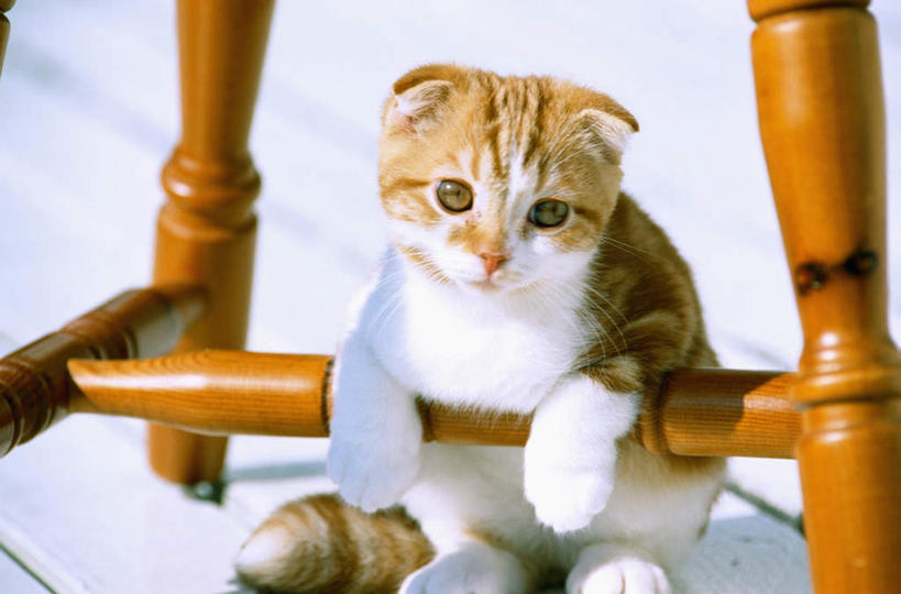 无人,坐,横图,室外,白天,白色背景,正面,纯洁,哺乳动物,宠物,猫,野生动物,椅子,短毛猫,小猫,注视,动物,观察,看,家畜,可爱,童年,童趣,摄影,观看,失望,幽默,察看,关注,童真,烂漫,无邪,悲哀,恶作剧,天真,彩图