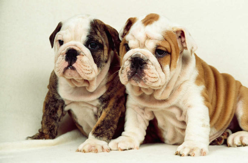 无人,坐,横图,白色背景,纯洁,哺乳动物,宠物,狗,野生动物,斗牛犬,小狗,动物,看,两只,家畜,可爱,童年,童趣,摄影,幽默,反差,童真,烂漫,无邪,英格兰斗牛犬,忠诚,天真,彩图,影棚拍摄,纯种犬