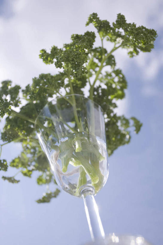 无人,竖图,室外,白天,仰视,静物,叶子,生食,食品,茎,调味品,串,饮食,两个,绿色,天空,摄影,欧芹,高雅,简单,草本,清新,香槟杯,健康食物,纯净,玻璃杯,彩图,低角度拍摄