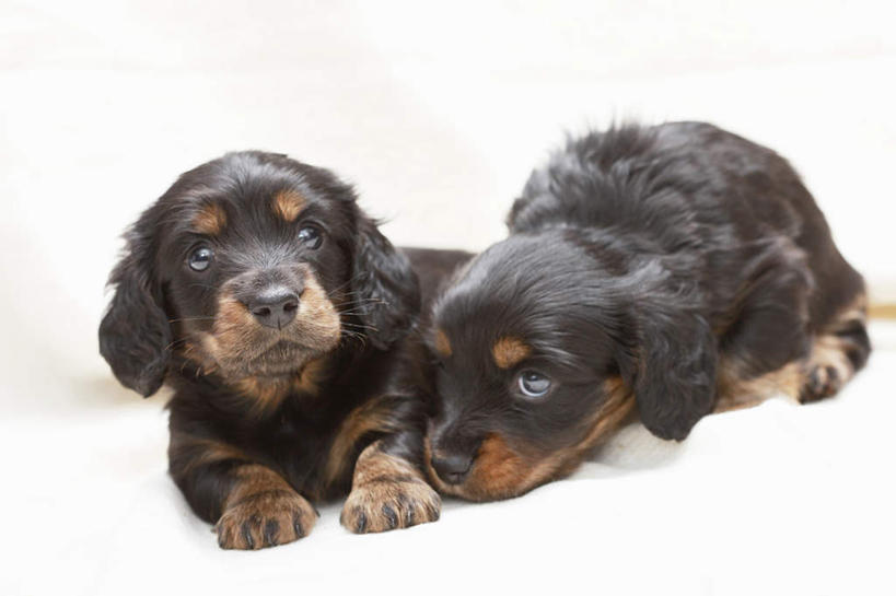 无人,躺,横图,白色背景,正面,纯洁,哺乳动物,宠物,狗,野生动物,小狗,动物,看,趴着,向上看,两只,家畜,可爱,童年,童趣,摄影,童真,烂漫,无邪,英国小猎犬,忠诚,天真,彩图,影棚拍摄,服从