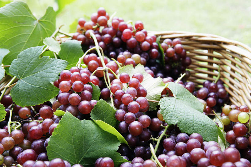 无人,横图,室外,白天,农业,农作物,葡萄,静物,水果,许多,丰富,篮子,食品,茎,很多,饮食,自然,藤蔓,摄影,生长,简单,清新,健康食物,纯净,藤蔓植物,彩图,红葡萄