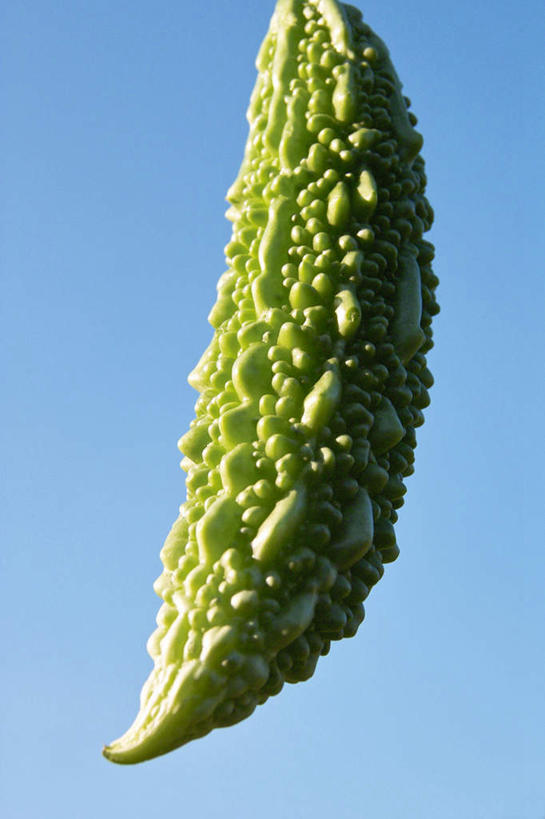 无人,竖图,室外,白天,仰视,农业,蔬菜,静物,苦瓜,食品,饮食,一个,自然,摄影,影棚,生长,单个,简单,清新,摄影棚,健康食物,纯净,万里无云,彩图,低角度拍摄,影棚拍摄,拍摄