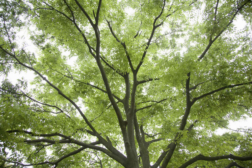 无人,横图,室外,白天,美景,景观,树,自然,景色,放松,摄影,宁静,环境,简单,自然风光,橡树,纯净,环境保护,槲树,彩图,林区