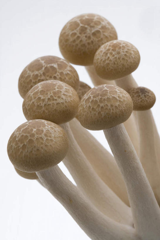 无人,竖图,室内,特写,白色背景,蔬菜,静物,金针菇,蘑菇,生食,食品,茎,饮食,食用菌,摄影,影棚,堆,简单,真菌,清新,摄影棚,健康食物,纯净,彩图,影棚拍摄,拍摄