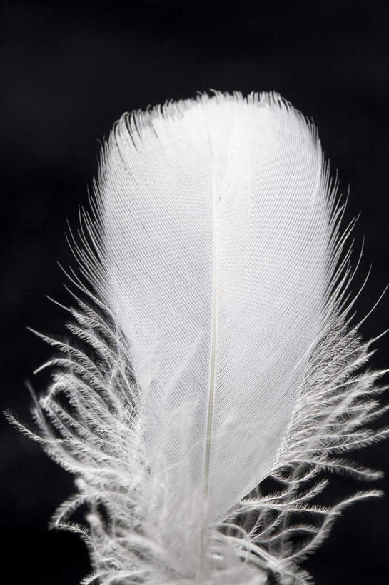 无人,竖图,室内,特写,静物,羽毛,黑色背景,一个,摄影,单个,简单,柔和,彩图,影棚拍摄