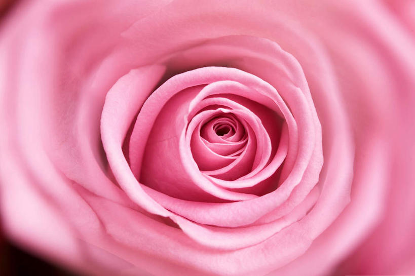 横图,特写,留白,美景,盘绕,环绕,围绕,圆形,图形,圆,圆环,同心圆,景观,园艺,几何,环抱,花,粉色,自然,景色,摄影,缭绕,生长,环形,清新,数学,自然风光,柔和,彩图,影棚拍摄,几何图形,平面图形