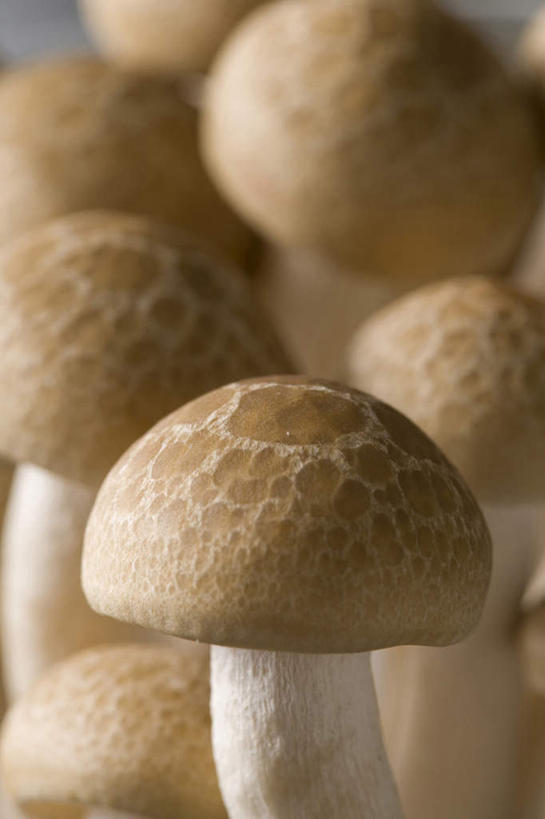 无人,竖图,室内,特写,白色背景,蔬菜,静物,许多,金针菇,蘑菇,生食,食品,茎,很多,饮食,食用菌,摄影,堆,简单,真菌,清新,健康食物,纯净,彩图,影棚拍摄