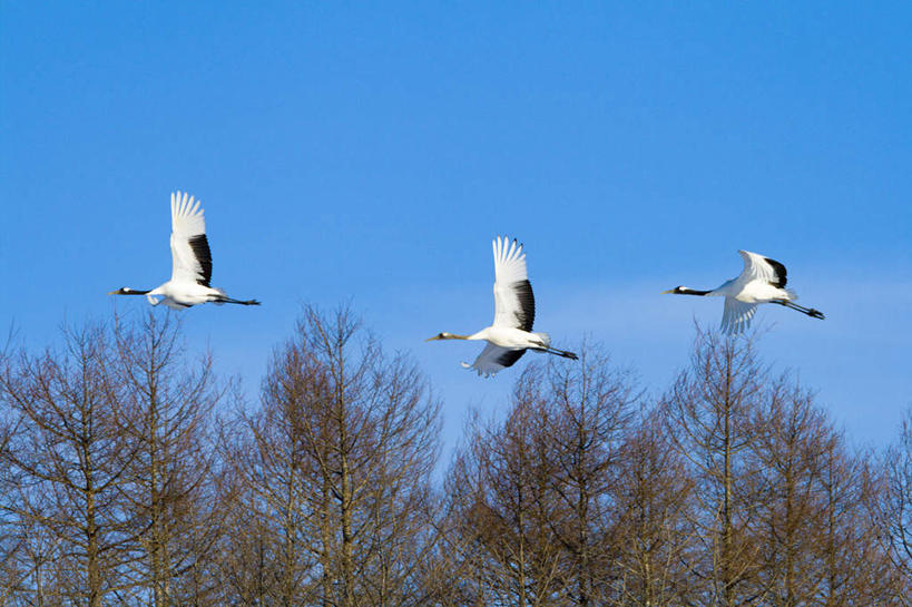 无人,横图,室外,白天,留白,探险,美景,丹顶鹤,野生动物,三只,鹤,鸟类,景观,注视,飞,蓝色,白色,黑色,天空,自然,观察,看,景色,摄影,观看,宁静,动作,环境,察看,关注,自然风光,万里无云,濒危物种,彩图,动物行为,编队飞行
