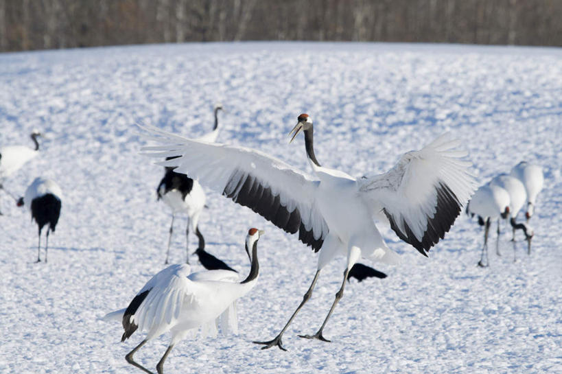 无人,横图,室外,白天,留白,竞争,草地,美景,雪,丹顶鹤,野生动物,冲突,鹤,鸟类,景观,田地,冬天,蓝色,白色,黑色,天空,自然,景色,寒冷,摄影,宁静,动作,环境,自然风光,打斗,挑战,万里无云,炫耀,濒危物种,彩图,动物行为