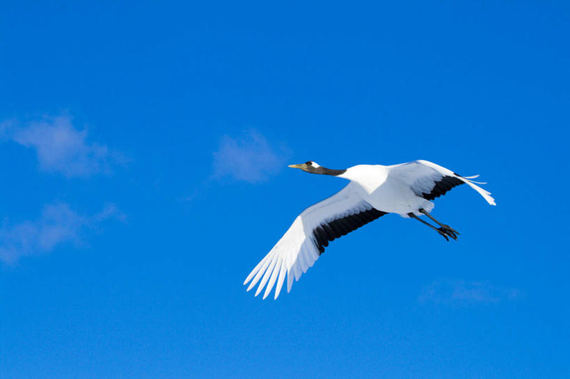 无人,横图,室外,白天,留白,探险,美景,丹顶鹤,野生动物,鹤,鸟类,景观,半空,注视,飞,蓝色,白色,黑色,天空,自然,观察,看,景色,摄影,观看,宁静,动作,环境,察看,关注,自然风光,万里无云,濒危物种,彩图,动物行为
