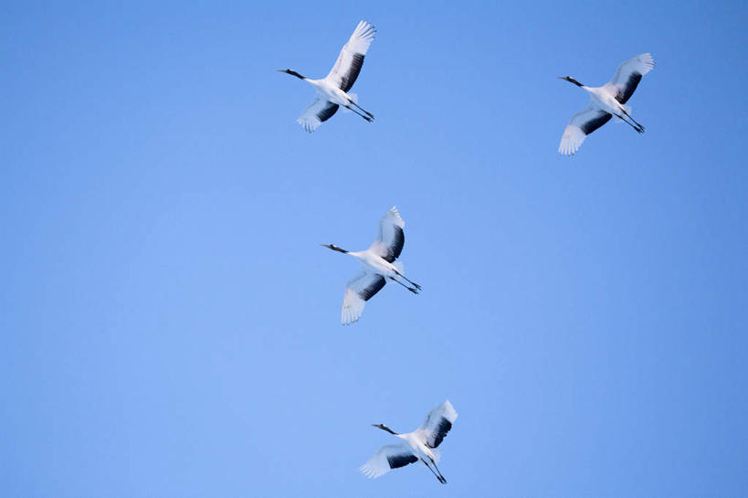 无人,横图,室外,白天,留白,仰视,美景,雪,丹顶鹤,野生动物,四只,鹤,鸟类,景观,半空,飞,蓝色,白色,黑色,天空,自然,景色,摄影,宁静,动作,环境,自然风光,万里无云,濒危物种,彩图,低角度拍摄,动物行为,编队飞行