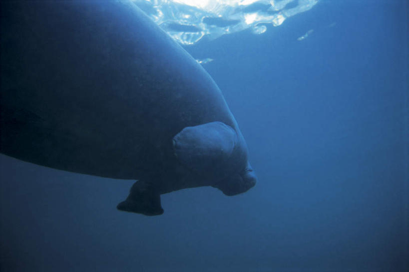 游泳,无人,横图,室外,白天,留白,度假,探险,水下,海洋,美景,海牛,野生动物,日光,波纹,地形,景观,蓝色,风景,自然,景色,探索,摄影,巨大,庞大,宁静,环境,热带气候,自然风光,海景,宏大,硕大,伟大,濒危物种,冒险,彩图,动物行为