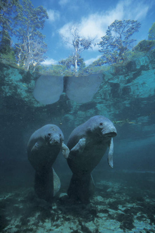 游泳,无人,竖图,室外,白天,留白,度假,探险,水下,海洋,美景,水,海牛,野生动物,日光,波纹,漂浮,并排,反射,地形,景观,云,树,蓝色,风景,天空,自然,动物,两只,景色,探索,摄影,巨大,庞大,宁静,环境,热带气候,自然风光,海景,万里无云,宏大,硕大,伟大,濒危物种,冒险,触摸,手牵手,彩图,动物行为