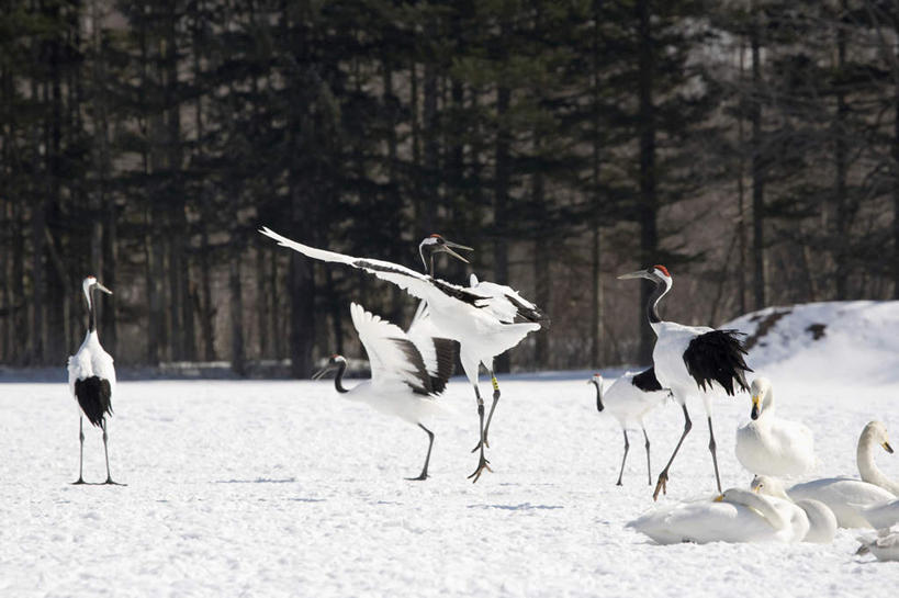 无人,站,坐,横图,室外,白天,留白,度假,草地,美景,山,雪,丹顶鹤,野生动物,天鹅,起飞,鹤,鸟类,地形,景观,田地,冬天,半空,背面,白色,黑色,风景,自然,景色,安静,寒冷,季节,摄影,宁静,环境,自然风光,大天鹅,濒危物种,睡觉,彩图,动物行为