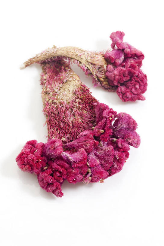 无人,竖图,静物,北京,中国,亚洲,药,食品,草药,饮食,饮料,干花,摄影,有机食品,影棚,多样,鸡冠花,中国文化,摄影棚,营养品,中医,东亚,健康食物,彩图,影棚拍摄,拍摄,传统文化