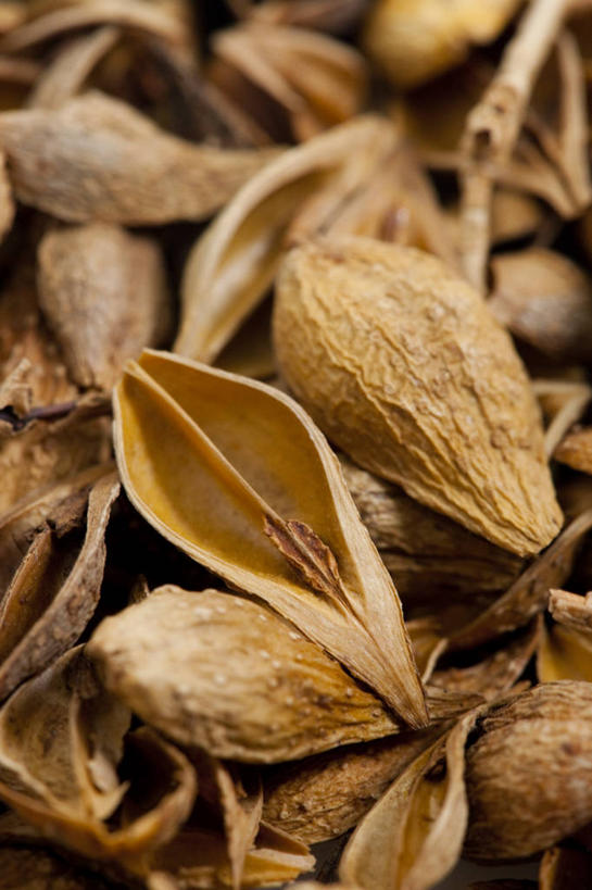 无人,竖图,连翘,静物,北京,中国,亚洲,药,食品,草药,饮食,饮料,干花,摄影,有机食品,影棚,多样,中国文化,摄影棚,营养品,中医,东亚,健康食物,青翘,落翘,连壳,黄奇丹,黄花条,彩图,影棚拍摄,拍摄,传统文化