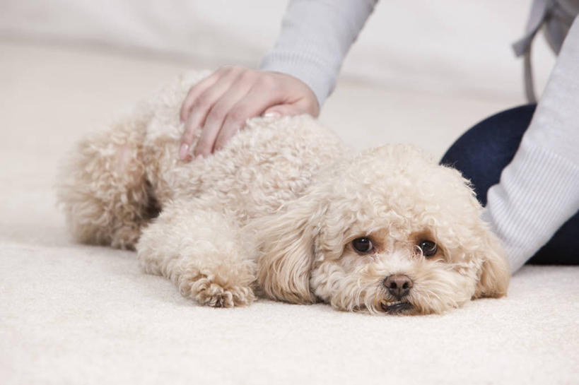 一个人,家庭,家,横图,室内,特写,友谊,纯洁,宠物,狗,温暖,温馨,一家人,可爱,童年,童趣,摄影,生活方式,和睦,起居室,童真,烂漫,无邪,爱抚,玩具贵宾犬,天真,年轻女性,女人,年轻人,彩图,融洽