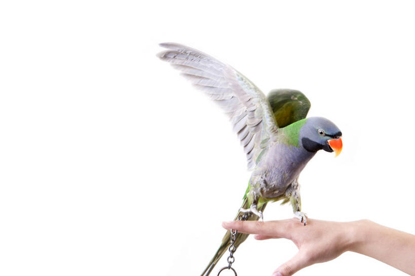 手,一个人,横图,特写,留白,侧面,宠物,鹦鹉,翅膀,鸟类,拿着,飞,摄影,动作,拍打,彩图,影棚拍摄