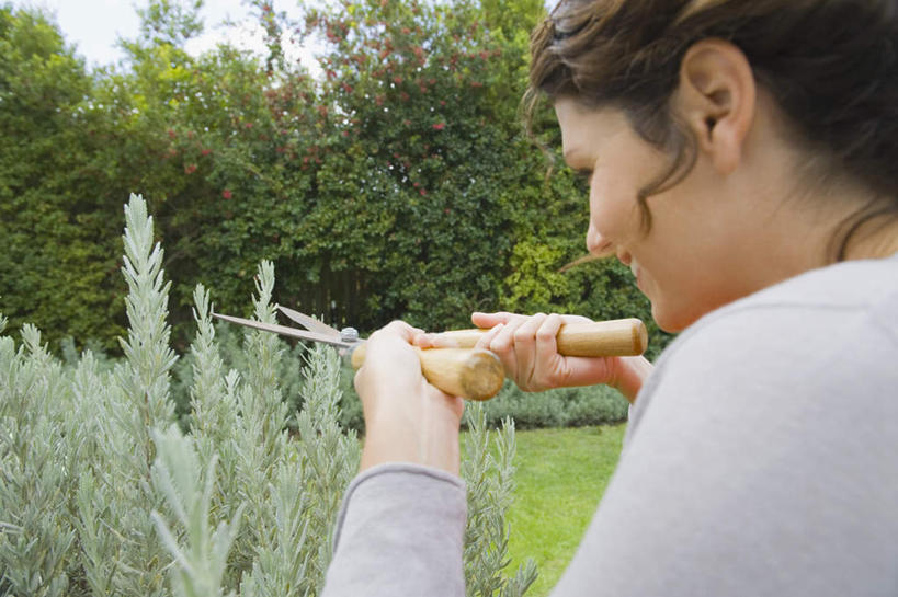 西方人,一个人,站,横图,室外,白天,侧面,草地,草坪,植物,欧洲,欧洲人,仅一个女性,仅一个人,握,修剪,服装,工具,剪刀,园艺工具,园艺,拿,拿着,注视,休闲装,草,树,树木,衣服,绿色,自然,观察,看,站着,仅一个中年女性,休闲,休闲服,握着,服饰,生长,成长,观看,裁剪,察看,剪子,剪裁,切割,关注,篱笆剪,整篱剪,女人,女性,中年女性,白种人,站立,半身,彩图