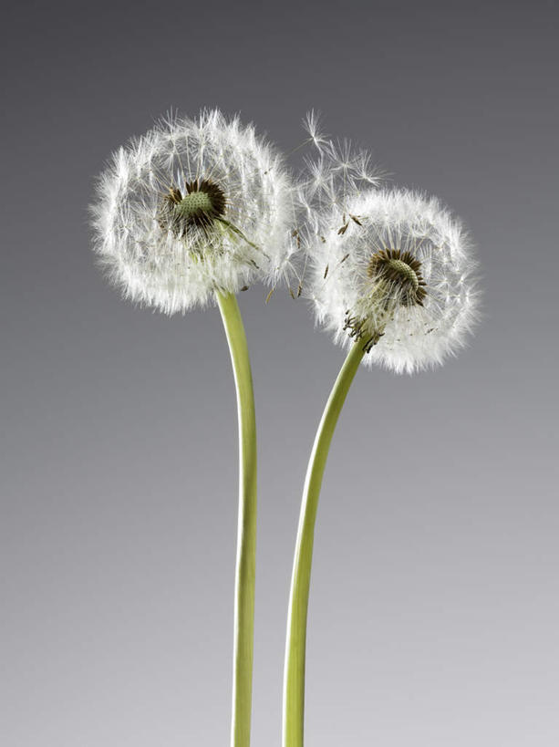 无人,竖图,室内,特写,白天,正面,爱情,蒲公英,灰色背景,盛开,花蕾,花,花瓣,花朵,鲜花,两朵,白色,花苞,花蕊,摄影,影棚,开朗,蒲公草,尿床草,彩图,影棚拍摄,拍摄