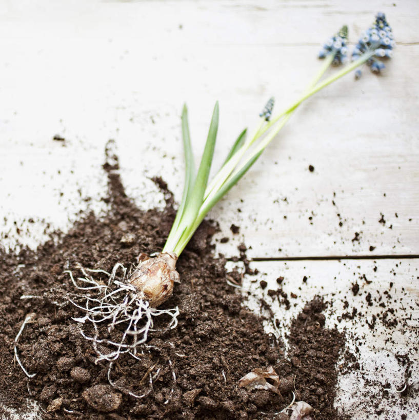 无人,竖图,俯视,室外,特写,白天,爱情,旅游,度假,美景,地板,朦胧,模糊,破碎,盛开,景观,泥土,土壤,地面,凌乱,花蕾,娱乐,木地板,花,花瓣,花朵,鲜花,自然,花苞,花蕊,享受,休闲,景色,放松,悲伤,混乱,破裂,忧郁,自然风光,摧毁,蓝壶花,蓝瓶花,葡萄百合,葡萄风信子,葡萄麝香兰,葡萄水仙,妒忌,纷乱,缭乱,庞杂,彩图,高角度拍摄