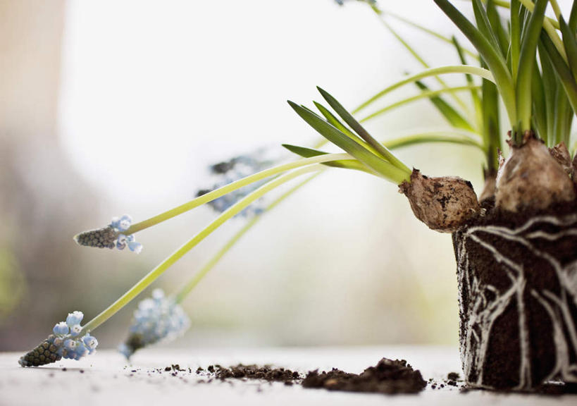 无人,横图,室外,特写,白天,正面,爱情,桌面,桌子,花瓶,叶子,阴影,朦胧,模糊,破碎,盛开,反射,木制,影子,陶瓷,绿叶,陶瓷制品,花蕾,花,花瓣,花朵,鲜花,木制品,瓶子,花苞,花蕊,嫩叶,悲伤,破裂,忧郁,摧毁,蓝壶花,蓝瓶花,葡萄百合,葡萄风信子,葡萄麝香兰,葡萄水仙,妒忌,叶,叶片,彩图