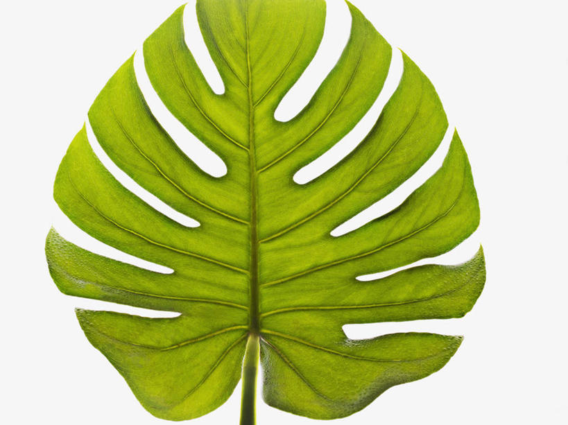 无人,横图,俯视,室内,特写,白天,白色背景,树林,植物,棕榈树,叶子,一片,绿叶,树,树木,绿色,自然,嫩叶,摄影,影棚,生长,成长,棕榈叶,叶,叶片,彩图,高角度拍摄,影棚拍摄,拍摄