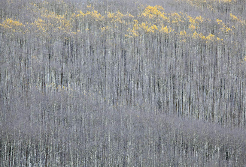无人,横图,室外,白天,正面,旅游,度假,美景,森林,树林,植物,美国,景观,娱乐,树,树木,黄色,绿色,自然,享受,休闲,景色,放松,生长,成长,白杨树,北美,北美洲,自然风光,美洲,科罗拉多州,科罗拉多,北亚美利加洲,亚美利加洲,百年州,彩图