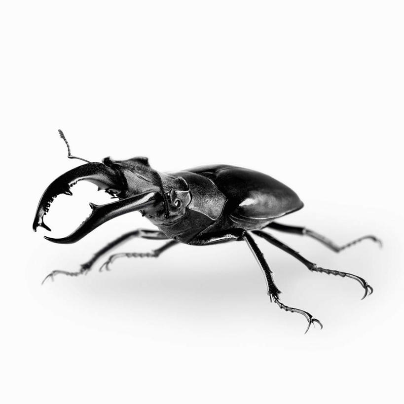 无人,方图,俯视,黑白,室内,特写,白天,白色背景,阴影,反射,昆虫,影子,一只,黑色,动物,摄影,影棚,甲虫,益虫,锹虫,锹形虫,锹形甲虫,鹿角虫,高角度拍摄,影棚拍摄,拍摄