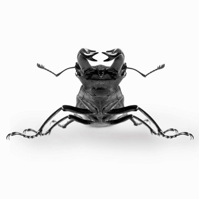 无人,方图,俯视,黑白,室内,特写,白天,白色背景,阴影,反射,昆虫,影子,一只,黑色,动物,摄影,影棚,甲虫,益虫,锹虫,锹形虫,锹形甲虫,鹿角虫,高角度拍摄,影棚拍摄,拍摄