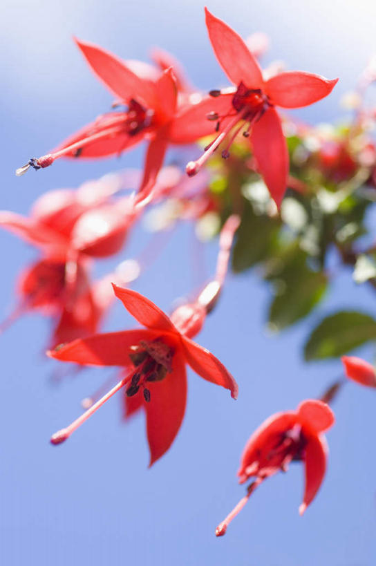 无人,竖图,室外,特写,白天,仰视,旅游,度假,美景,叶子,英国,欧洲,阴影,朦胧,模糊,盛开,光线,影子,景观,绿叶,花蕾,娱乐,花,花瓣,花朵,鲜花,红色,蓝色,蓝天,天空,阳光,自然,天,花苞,花蕊,享受,休闲,嫩叶,景色,放松,晴朗,西欧,自然风光,大不列颠,大不列颠及北爱尔兰联合王国,万里无云,大不列颠联合王国,日不落英帝国,德文郡,叶,叶片,晴空,晴空万里,彩图,低角度拍摄