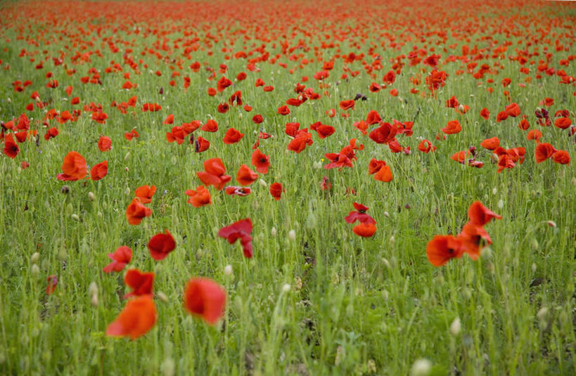 无人,横图,俯视,室外,白天,花海,花圃,植物,罂粟,叶子,英国,欧洲,盛开,草药,花蕾,中药,花,花瓣,花朵,花卉,鲜花,红色,绿色,花丛,花束,花田,花苞,花蕊,毒品,西欧,药材,中草药,大不列颠,中药材,本草,大不列颠及北爱尔兰联合王国,止痛,镇静,安眠,红罂粟,大不列颠联合王国,日不落英帝国,德文郡,罂粟花,彩图,高角度拍摄