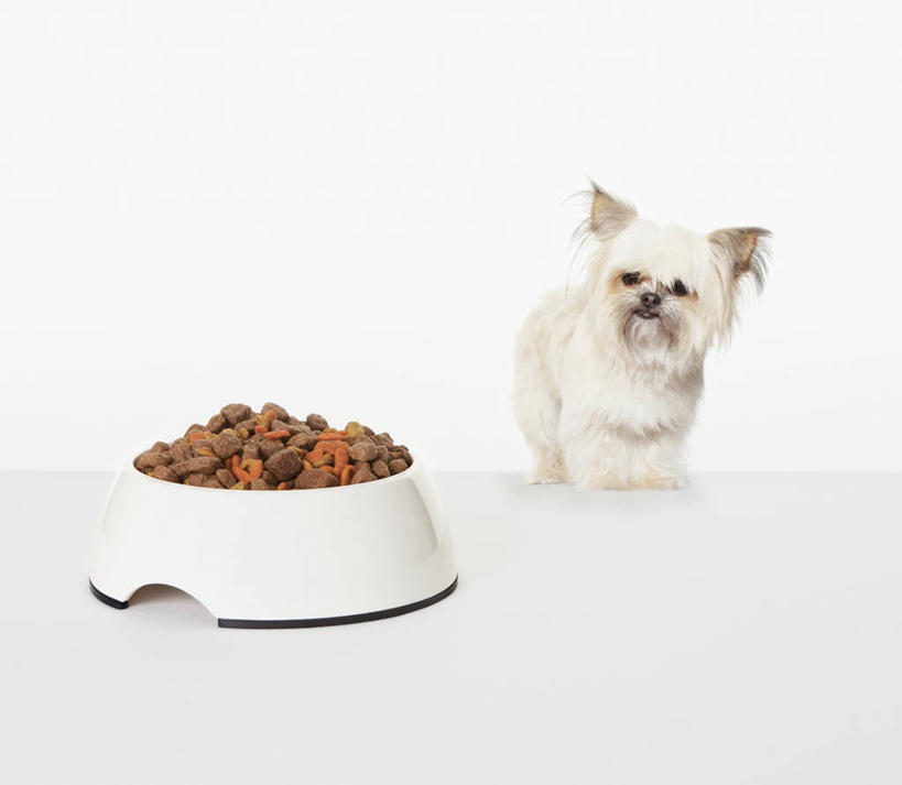 无人,站,横图,室内,白天,白色背景,正面,宠物,狗,一堆,许多,堆叠,堆积,约克夏,瓷砖,地砖,塑料,食品,梗犬,地面,很多,营养,扭头,注视,约克夏狗,食物,一只,动物,容器,塑料制品,碗,观察,看,站着,转头,可爱,摄影,影棚,观看,储藏,堆,察看,狗粮,储存,关注,饲料,忠诚,约克郡犬,约克夏梗,约瑟犬,约克夏梗犬,犬,站立,彩图,全身,影棚拍摄,拍摄,犬粮,狗碗,贮存