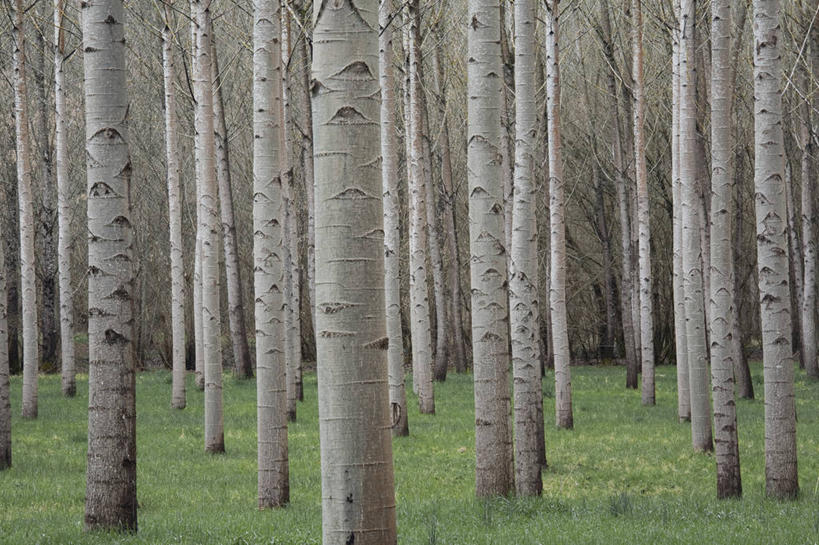 无人,横图,室外,白天,正面,旅游,度假,草地,草坪,美景,森林,树林,植物,法国,欧洲,景观,娱乐,草,树,树木,绿色,自然,享受,休闲,景色,放松,生长,成长,自然风光,法兰西共和国,阿基坦,法兰西第五共和国,多尔多涅省,亚魁当,阿基坦大区,多尔多涅,彩图