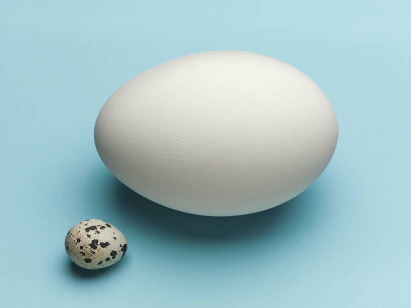 无人,横图,俯视,室内,特写,白天,阴影,蓝色背景,反射,影子,斑点,蛋,鸡蛋,鹌鹑蛋,两个,白色,黑色,摄影,影棚,草鸡蛋,卵,鹌鹑卵,鹑鸟蛋,彩图,高角度拍摄,影棚拍摄,拍摄