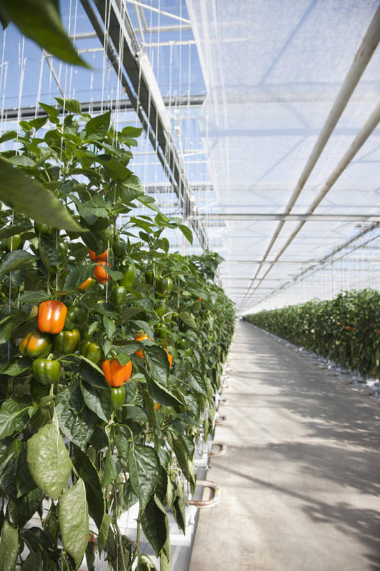 无人,农田,竖图,室内,白天,正面,旅游,度假,庄稼,农作物,美景,辣椒,蔬菜,叶子,英国,欧洲,吊挂,悬挂,阴影,新鲜,光线,影子,景观,食品,绿叶,挂,温室,娱乐,英格兰,食物,蓝色,蓝天,天空,阳光,自然,天,享受,休闲,嫩叶,景色,放松,有机食品,绿色食品,设施,晴朗,暖房,防寒,西欧,加温,自然风光,透光,大不列颠,保温,彩椒,辣角,红海椒,大椒,辣虎,广椒,大不列颠及北爱尔兰联合王国,万里无云,大不列颠联合王国,日不落英帝国,萨塞克斯,萨塞克斯郡,苏塞克斯,西萨塞克斯郡,奇切斯特,叶,叶片,晴空,晴空万里,甜椒,柿子椒,辣子,海椒,番椒,灯笼椒,彩图,耕地,庄稼田