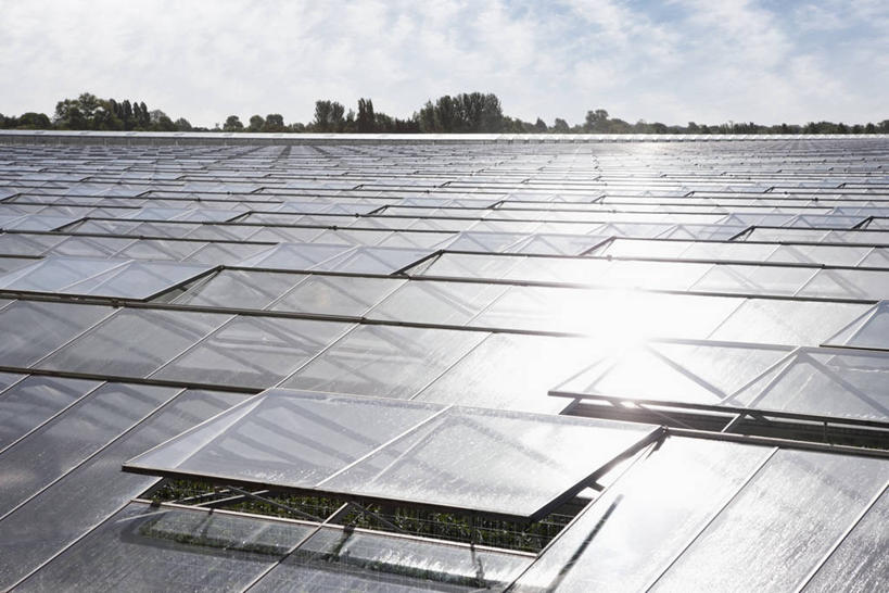 无人,横图,室外,白天,正面,旅游,度假,美景,植物,英国,欧洲,阴影,光线,影子,景观,云,云朵,云彩,温室,娱乐,英格兰,树,树木,蓝色,绿色,白云,蓝天,天空,阳光,自然,天,享受,休闲,景色,放松,设施,生长,晴朗,成长,暖房,防寒,西欧,加温,自然风光,透光,大不列颠,保温,大不列颠及北爱尔兰联合王国,大不列颠联合王国,日不落英帝国,萨塞克斯,萨塞克斯郡,苏塞克斯,西萨塞克斯郡,奇切斯特,晴空,彩图